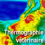 Lien vers Thermographie v�t�rinaire