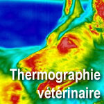Lien vers Thermographie vtrinaire
